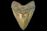 Serrated, Fossil Megalodon Tooth - Huge Tooth #163291-1